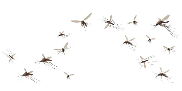 Professional Mosquito Control services in Kenya by Staha Property Care